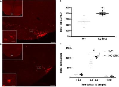 Orexin/Hypocretin and Histamine Cross-Talk on Hypothalamic Neuron Counts in Mice